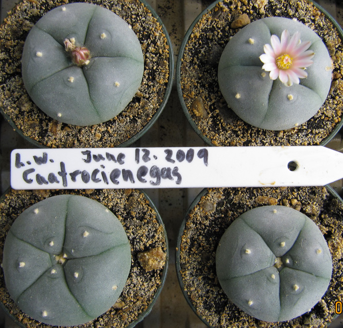 Lophophora Willilamsii var. Cuatrocienegas